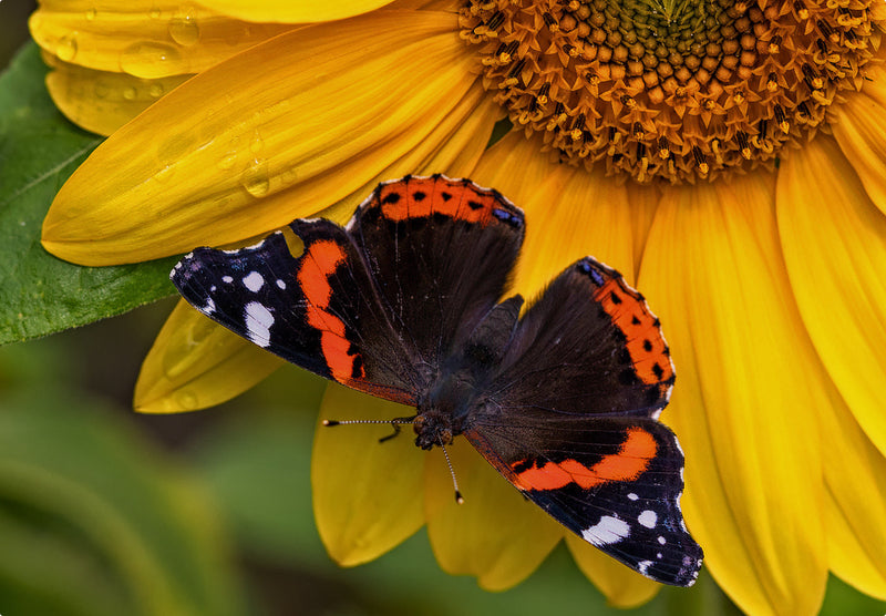 Admiral (Vanessa atalanta)