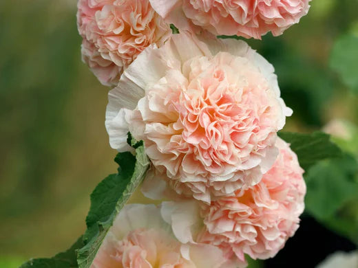 Så- og pasningsvejledning til Stokrose 'Chater's Chamois' - Alcea rosea 'Chater's Chamois'