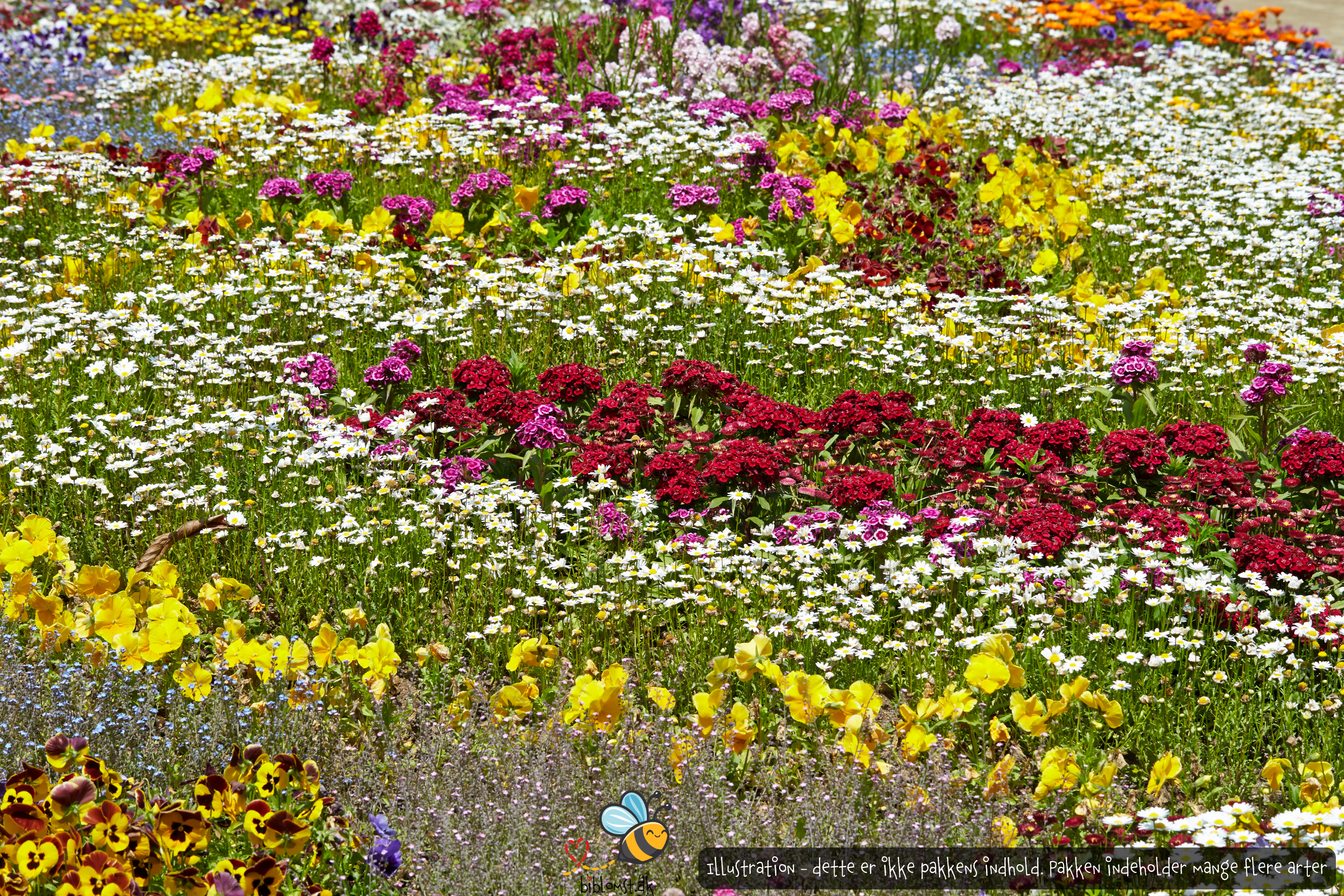 Så- og pasningsvejledning til STOR blomsterpakke - Blandede blomster