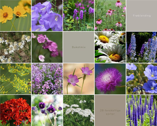 Så- og pasningsvejledning for Frø-blanding egnet til buketter LUKSUS – holdbare stilke og lang sæson