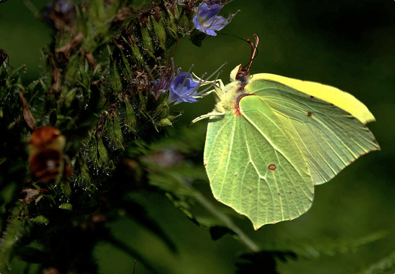 Citronsommerfuglen (Gonepteryx rhamni)