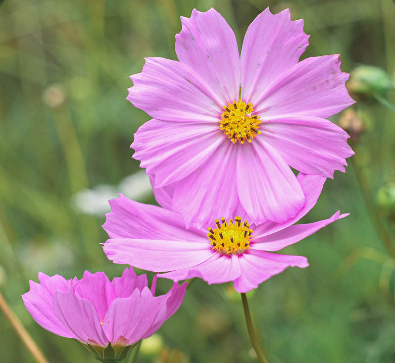 Såvejledning til Stolt Kavaler - Cosmos bipinnatus ‘Sensation Pinkie’