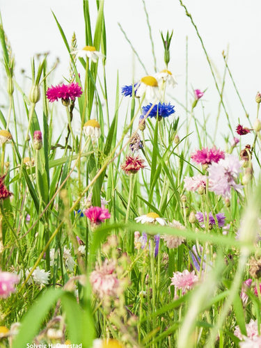 Så- og pasningsvejledning til Dansk Vildeng - 24 hjemmehørende arter