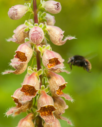 Så- og pasningsvejledning for kæmpe guldfingerbøl - Digitalis ferruginea