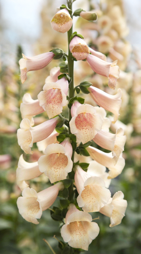 Så- og pasningsvejledning til Fingerbøl 'Dottie Peach' - Digitalis purpurea