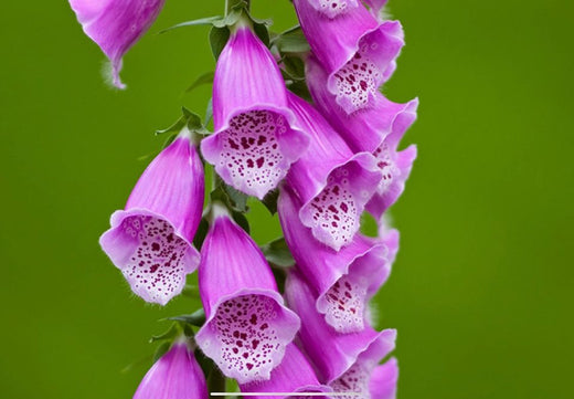 Så- og pasningsvejledning til Fingerbøl 'Excelsior' - Digitalis purpurea 'Excelsior'