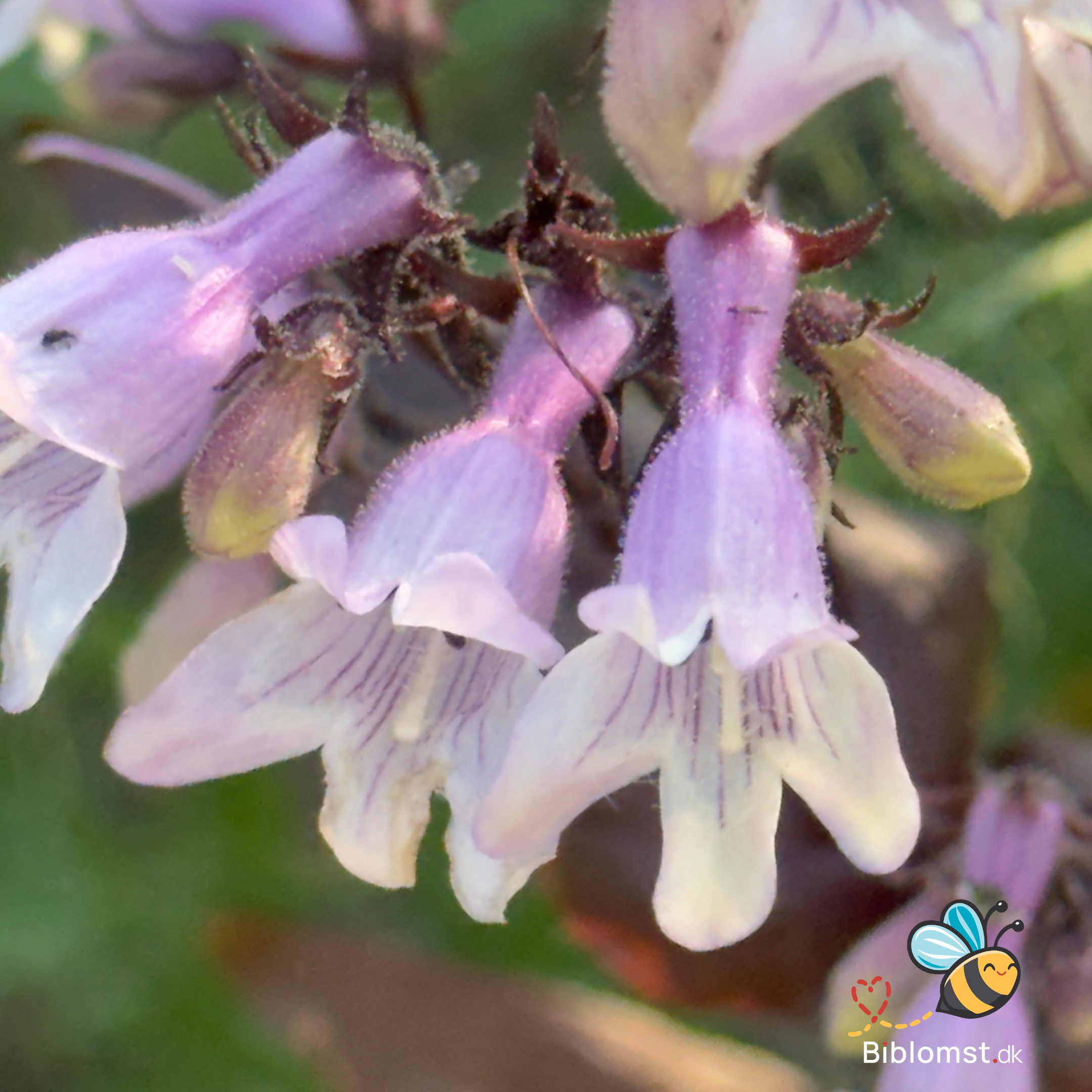Så- og pasningsvejledning til Fingerbøl-rørblomst 'Husker Red Superior Strain' – Penstemon digitalis