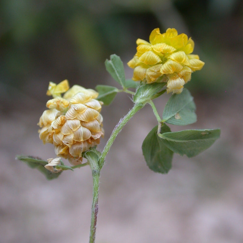 Så- og pasningsvejledning til Gul kløver - Trifolium campestre