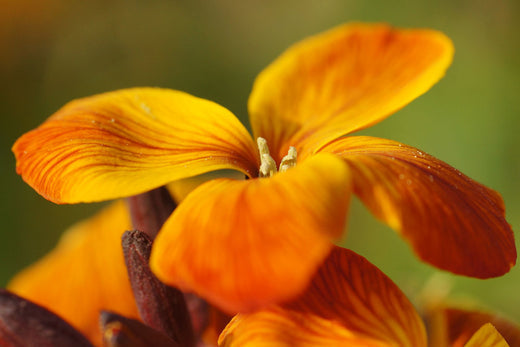 Så- og pasningsvejledning for Gyldenlak 'Fair Lady' – Cheiranthus cheiri