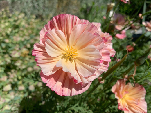 Så- og pasningsvejledning for Californisk Valmue 'Appleblossom' - Eschscholzia californica