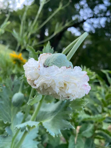 Såvejledning – Kæmpevalmue 'White Cloud' (Papaver somniferum)