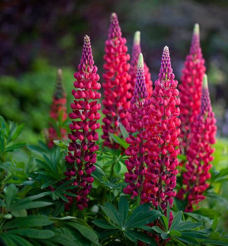 Så- og pasningsvejledning for Staudelupin 'The Pages' - Lupinus polyphyllus