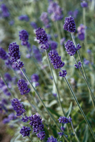 Så- og pasningsvejledning for Lavendel 'Vicenza Blue' - Lavandula angustifolia