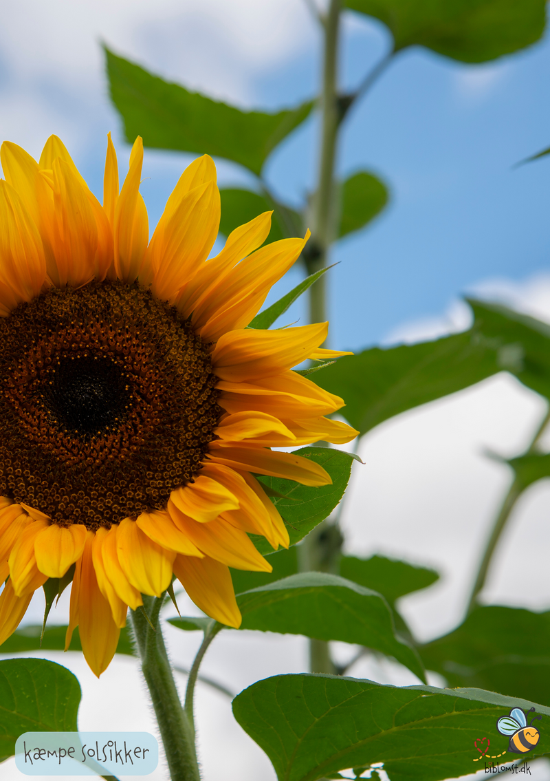 Vejledning til kæmpesolsikker – sådan bliver de størst muligt