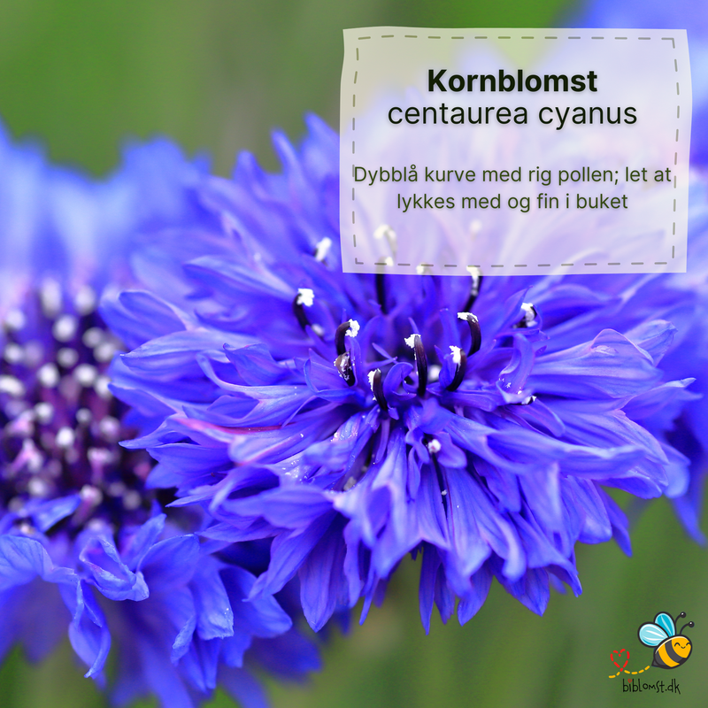 10 blomster der tiltrækker bier og sommerfugle - så er du sikker på liv i haven