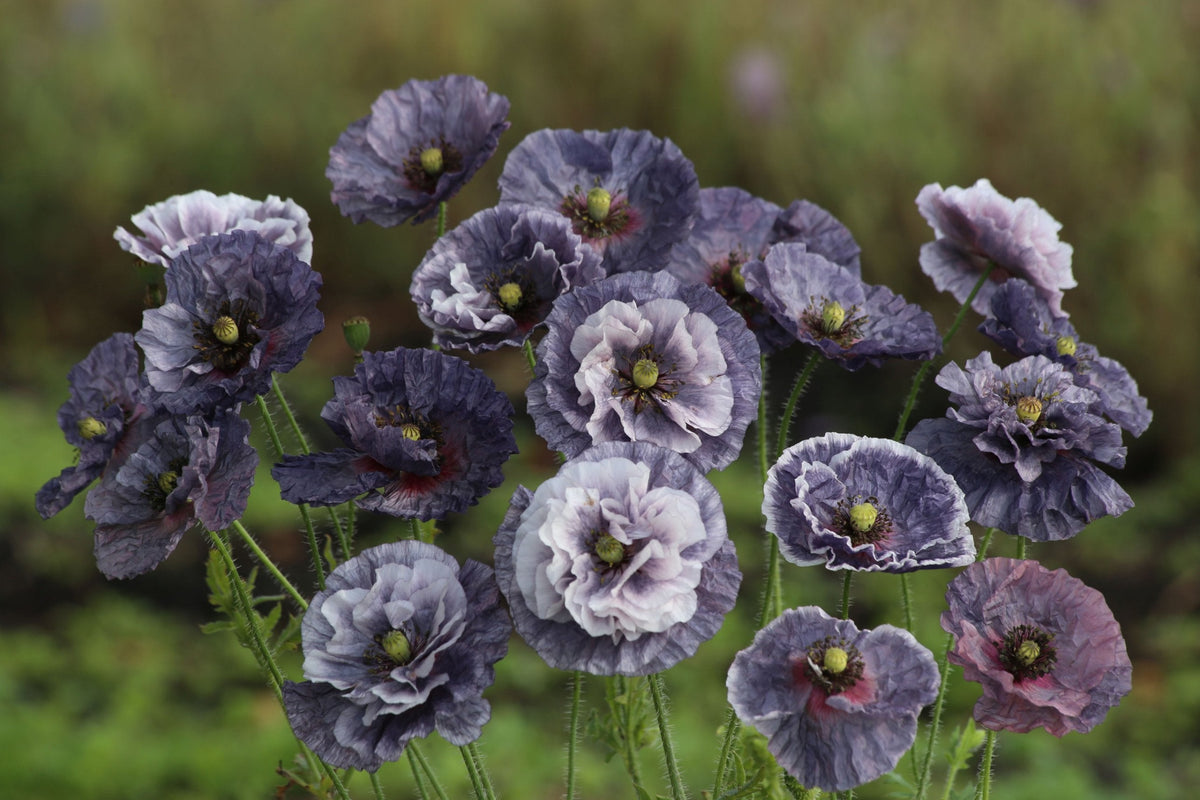 Kornvalmue 'Amazing Greys' (Papaver rhoeas) med grålilla, krøllede kronblade