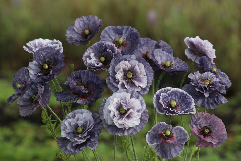 Såvejledning – Valmue 'Amazing Greys' (Papaver rhoeas)