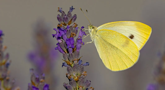 Den lille kålsommerfugl (Pieris rapae)