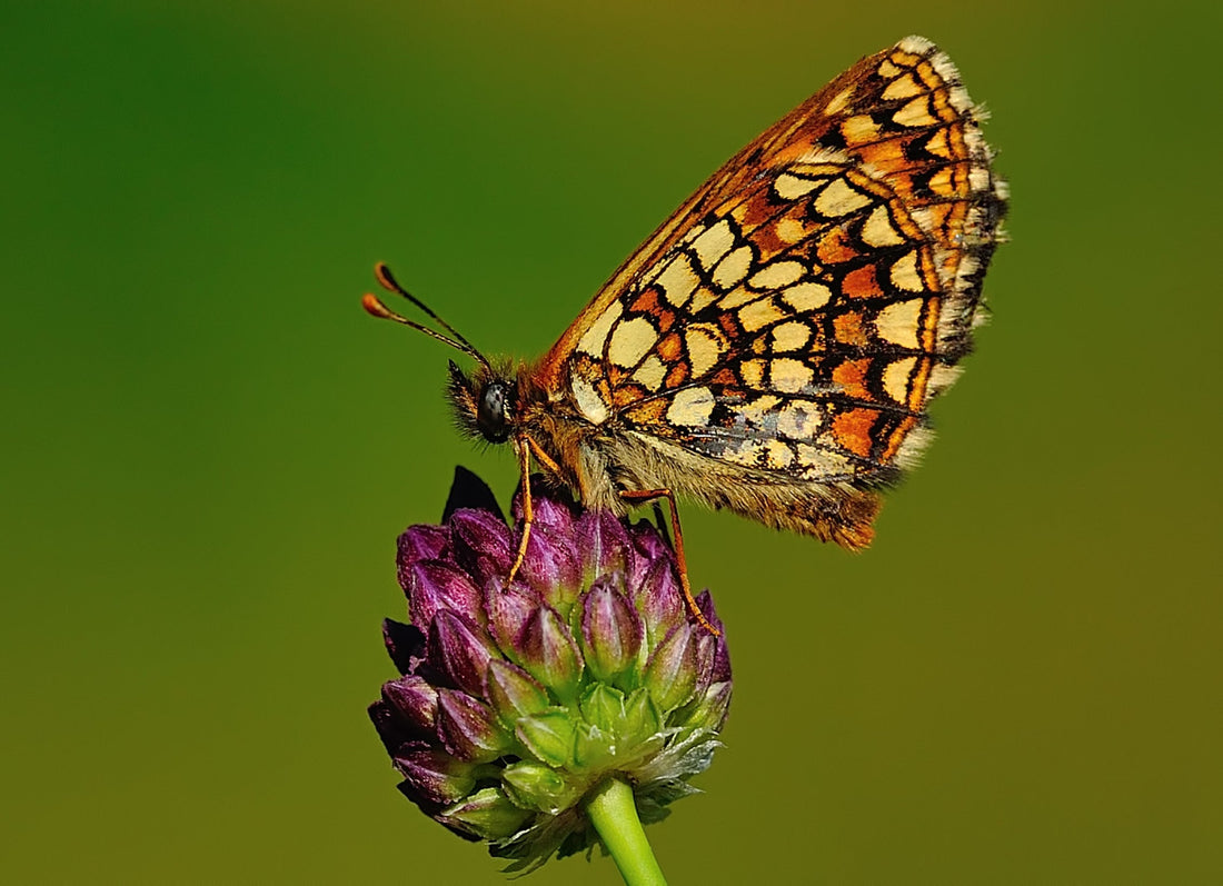 Mørk pletvinge – Melitaea britomartis