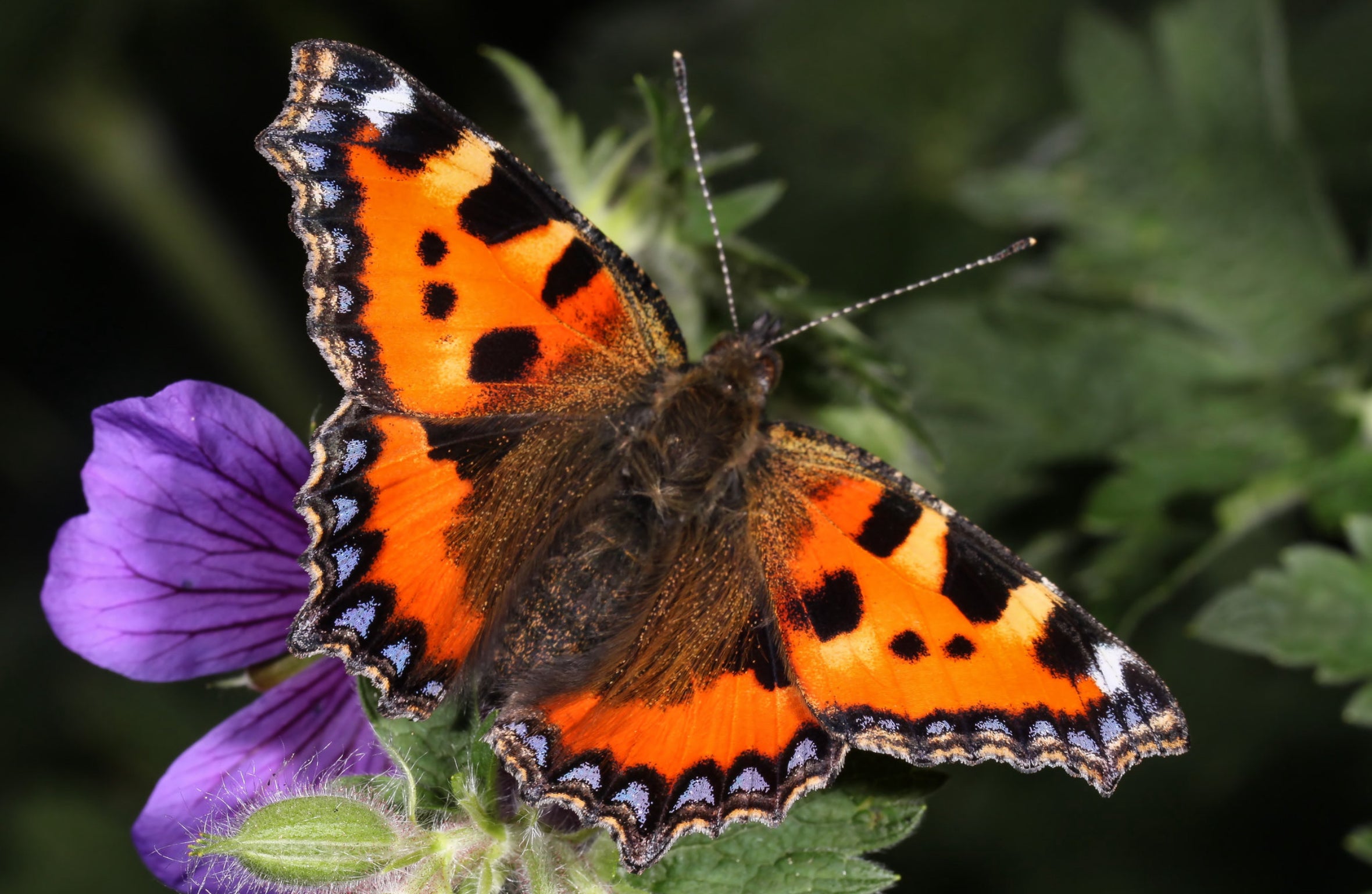 Nældens takvinge (Aglais urticae)