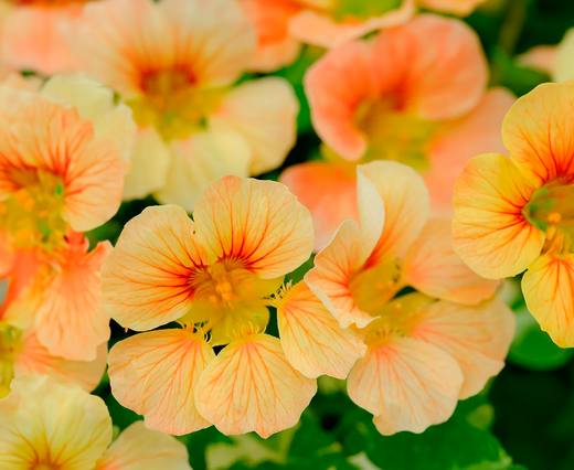 Så- og pasningsvejledning til Tropaeolum minus - Tip Top Alaska Salmon