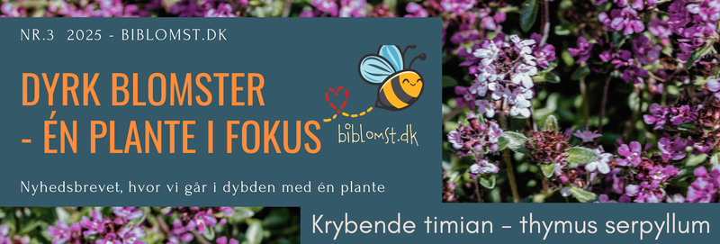 Dyrk Blomster - én plante i fokus - Krybende timian