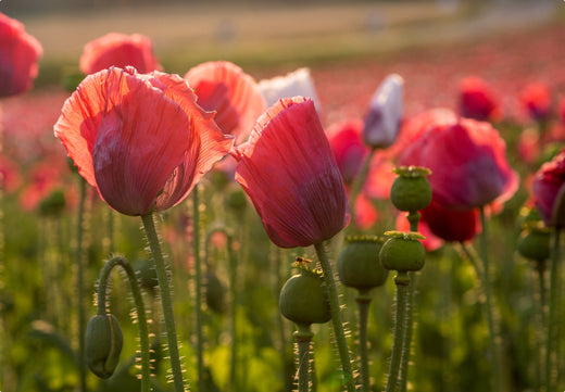 Så- og pasningsvejledning til Opiumsvalmue - Papaver somniferum