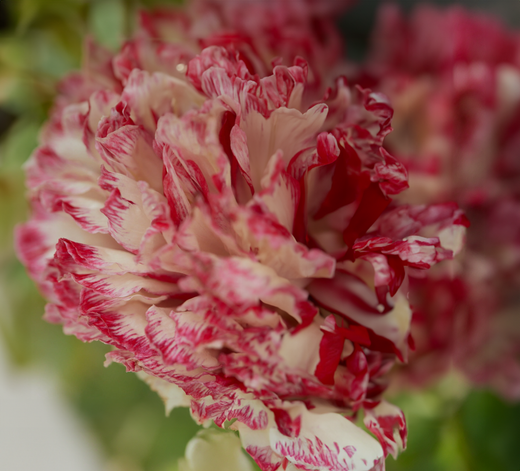 Så- og pasningsvejledning for Pæonvalmue - Papaver somniferum Antique Shades