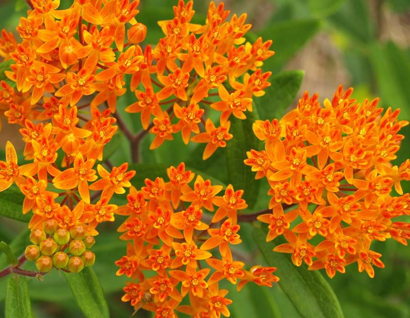 Såvejledning til Silkeplanten (både "orange" og "rav")