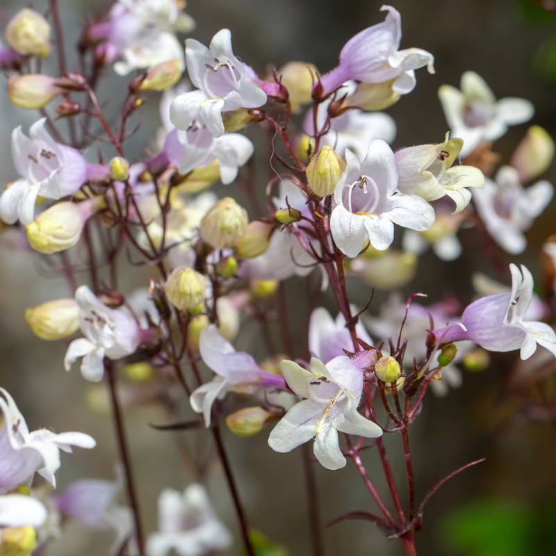 Så- og pasningsvejledning til Fingerbøl-rørblomst – Penstemon digitalis (ren art)