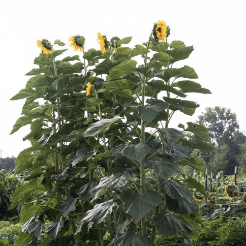 Så- og pasningsvejledning til Helianthus annuus - Pike’s Peak
