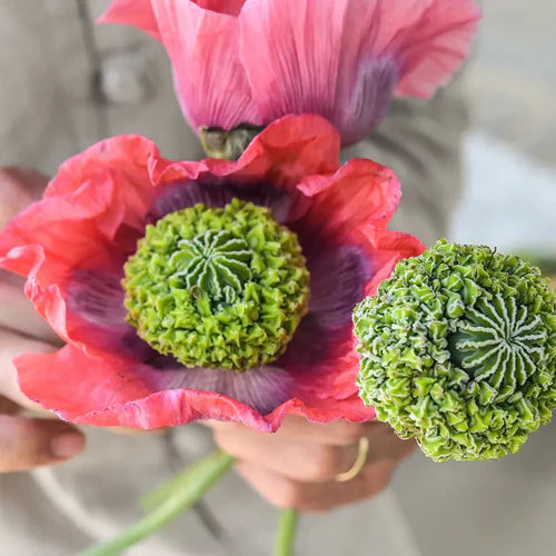 Papaver somniferum 'Hens and Chickens'