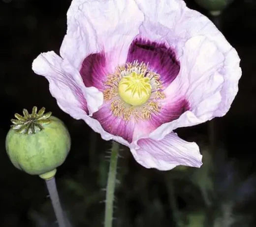 Så- og pasningsvejledning for valmue 'Blue Moon' - Papaver somniferum