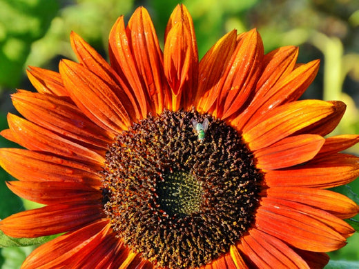Så- og pasningsvejledning til Solsikke 'Evening Sun' - Helianthus annuus 'Evening Sun'