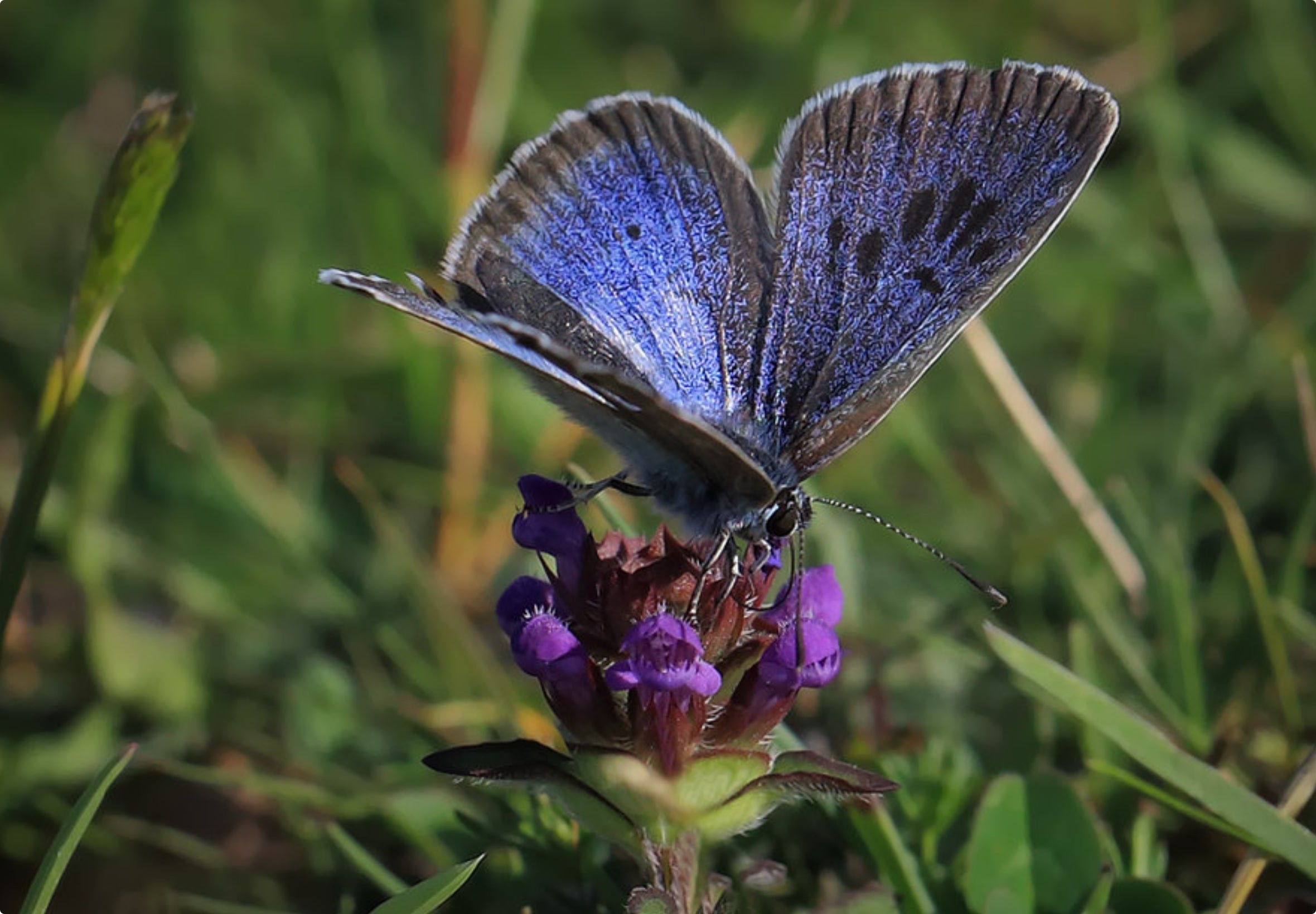 Sortplettet Blåfugl - Maculinea arion