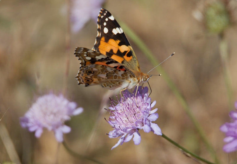 Tidselsommerfuglen (Vanessa cardui)
