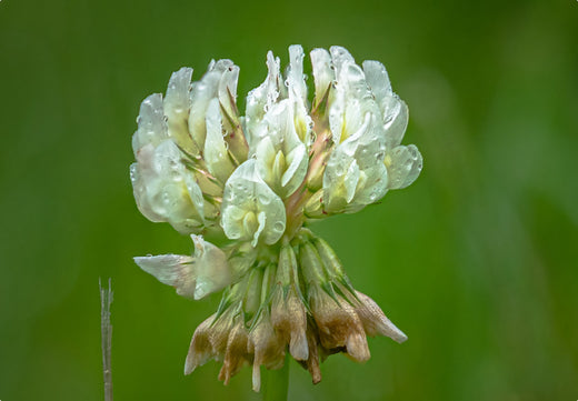 Så- og pasningsvejledning for Hvidkløver - Trifolium repens
