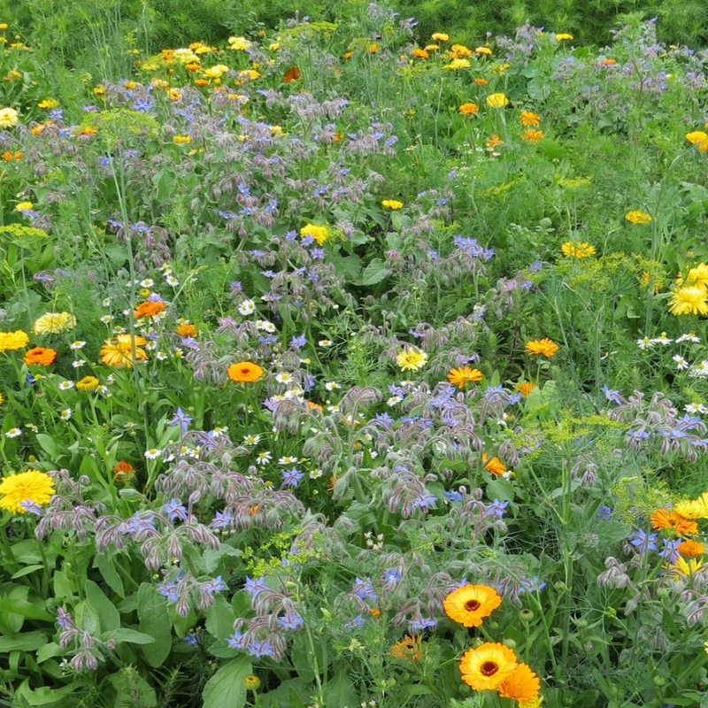 Så- og pasningsvejledning til Biblomst gamle nytteurter – 15 arter, isop, rude og citronmelisse i blomst