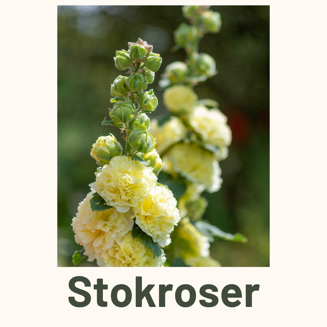 Stokroser
