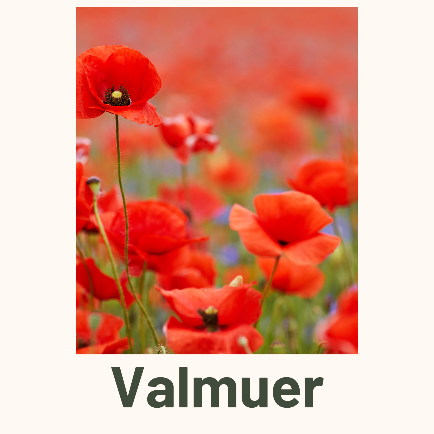 Valmuer
