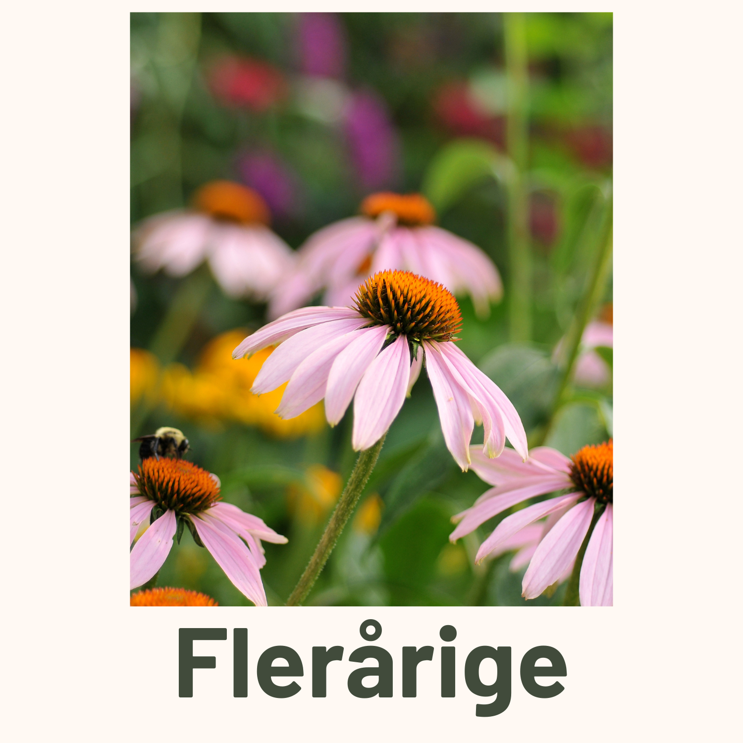 Flerårige blomsterfrø