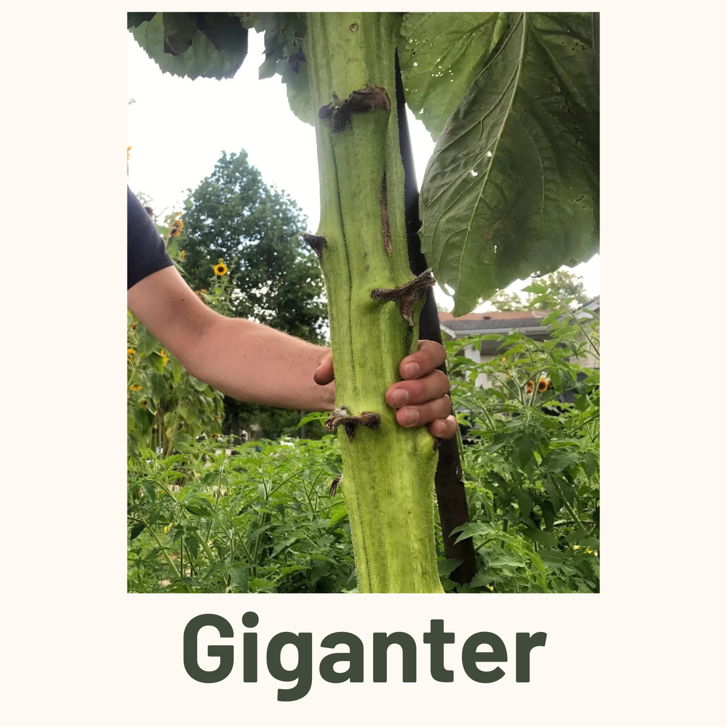 Giganter