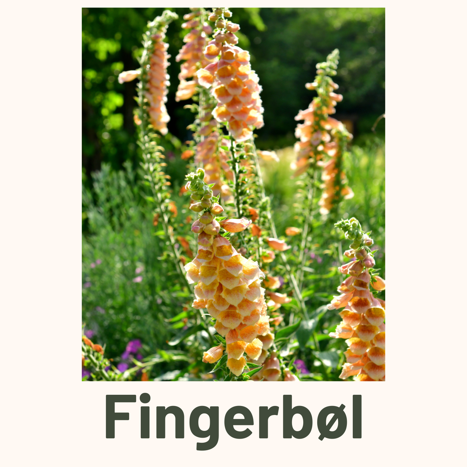 Fingerbøl