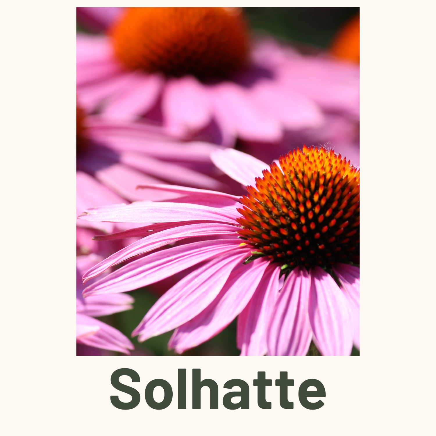 Solhatte