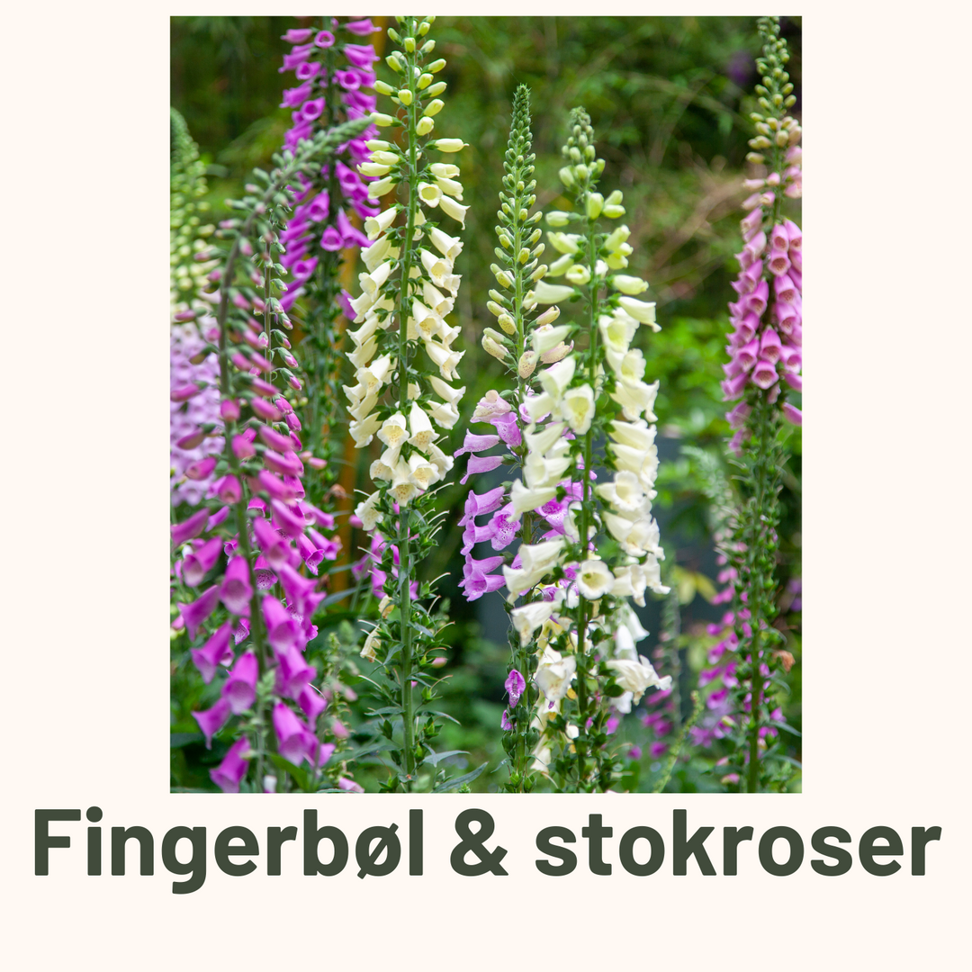 Fingerbøl og Stokroser