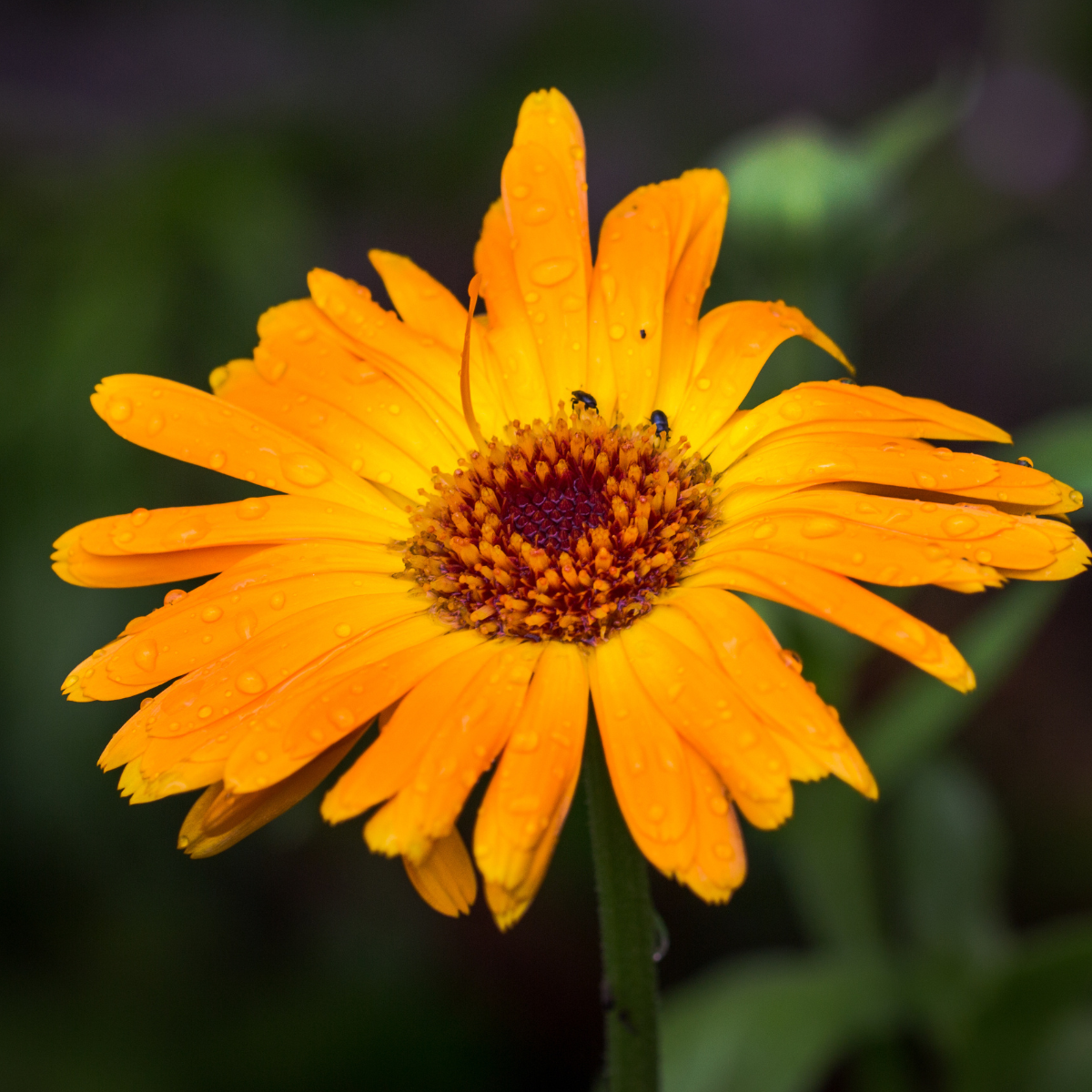 Sommerblomster du kan så nu