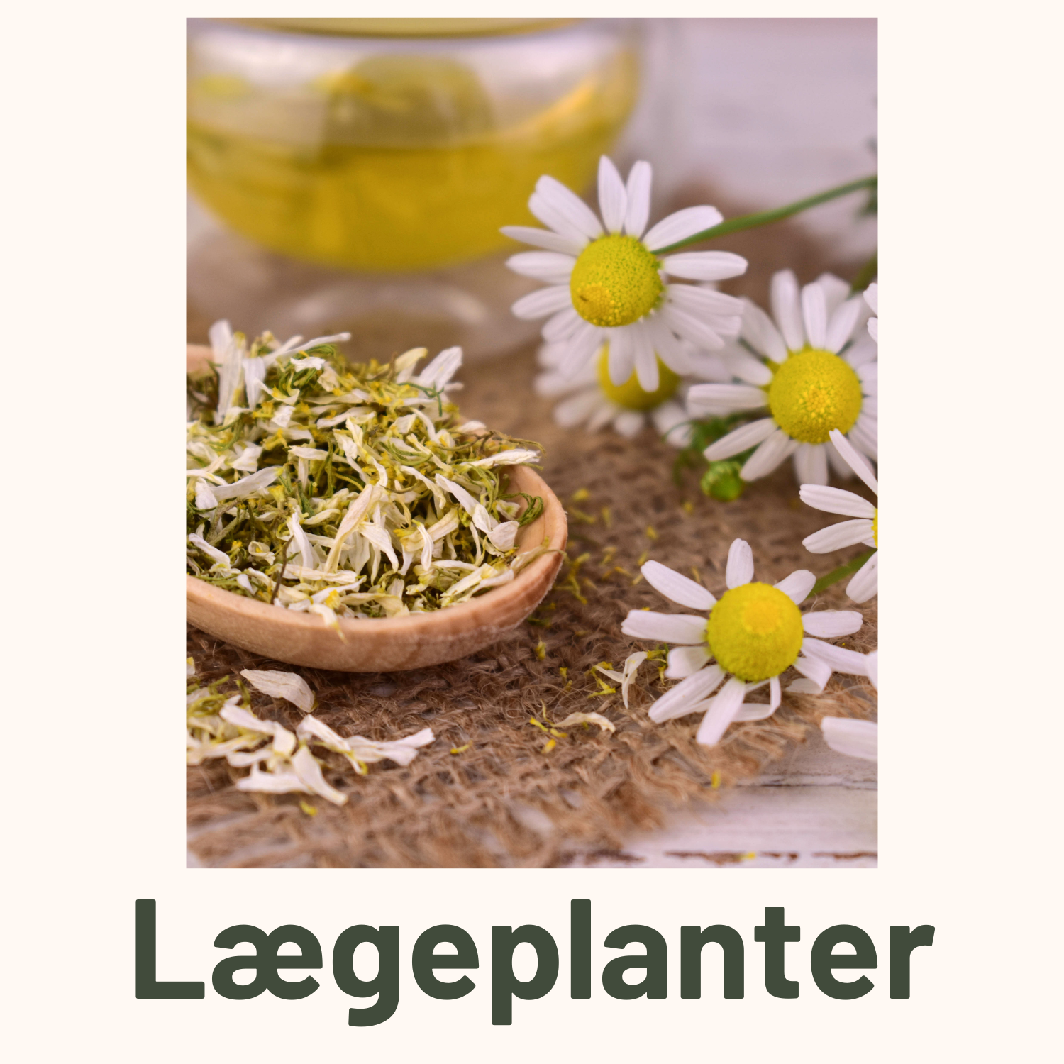 Lægeplanter