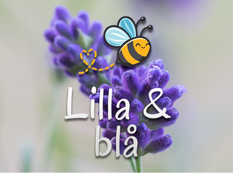 Lilla & blå