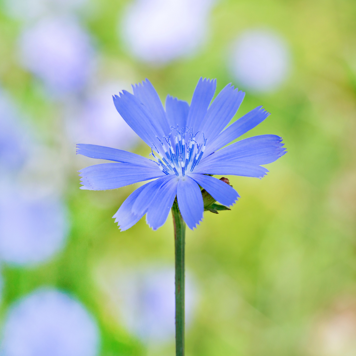 Lang blomstring