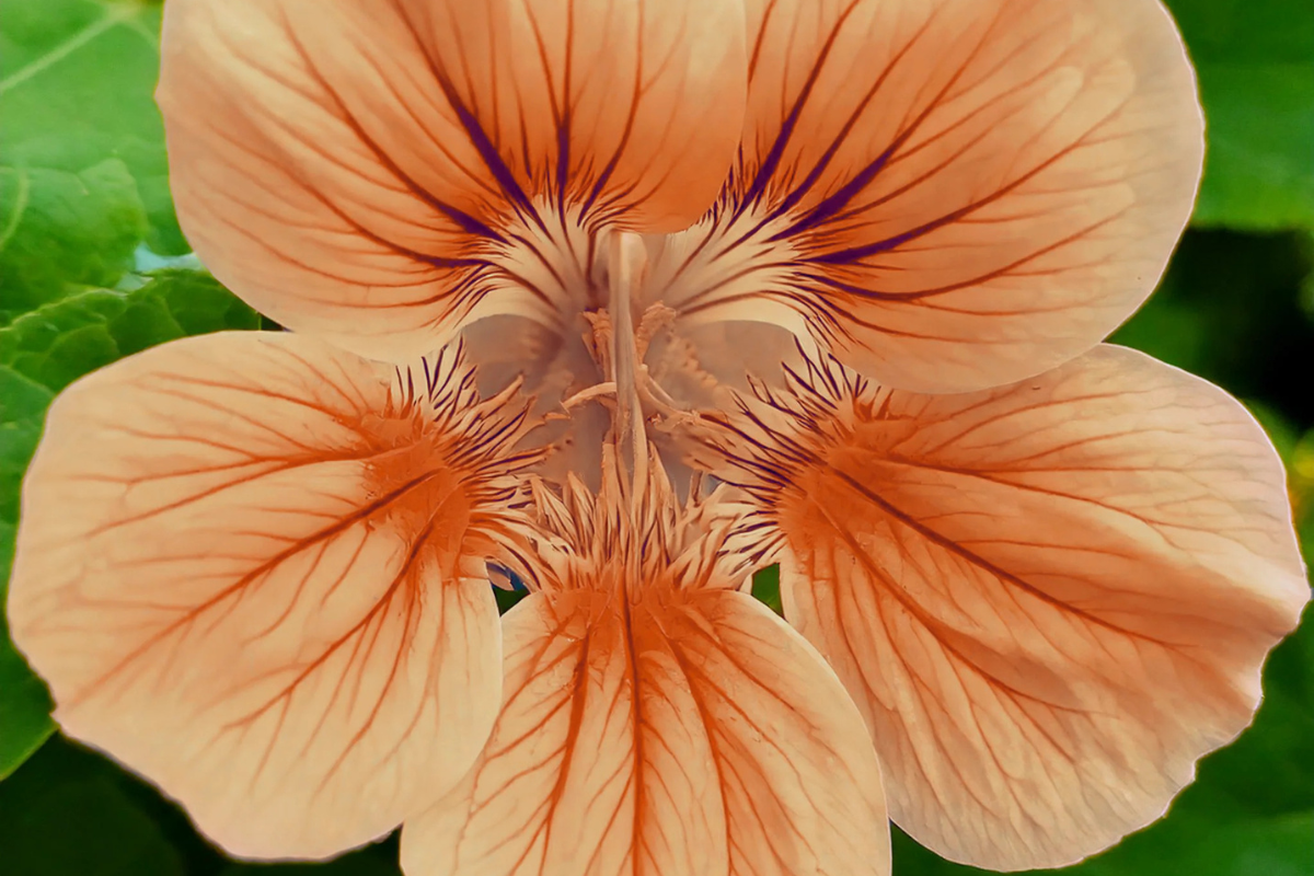 Nyheder hos biblomst